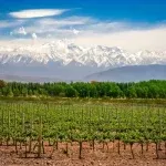 Viñedo cerca de Mendoza — Fotografía de stock del banco de imágenes libres de derechos