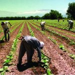 Las economías regionales son fundamentales por su alta demanda de mano de obra a lo largo y ancho de todo el país. Fuente: BCR