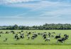 Rebaño de ganado pastando en una pradera argentina. www.freepik.es