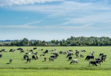 Rebaño de ganado pastando en una pradera argentina. www.freepik.es