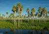 Humedales, extensiones de marismas, pantanos, turberas o superficies cubiertas de agua, sean estas de régimen natural o artificial, permanentes o temporales, estancadas o corrientes, dulces, salobres o saladas,. Autor: Francisco FIRPO LACOSTE / SAyDS